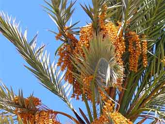 Финиковая пальма (Phoenix dactylifera). Фото пользователя B. Simpson Cairocamels для wikimedia.org